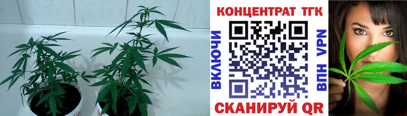 купить наркотик  darknet Telegram  Дистиллят ТГК жижа  Руза 